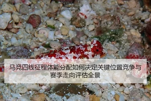 马竞四线征程体能分配如何决定关键位置竞争与赛季走向评估全景